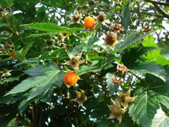 木苺