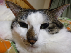 ねこ