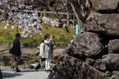 桜とカメラと石垣と・・・