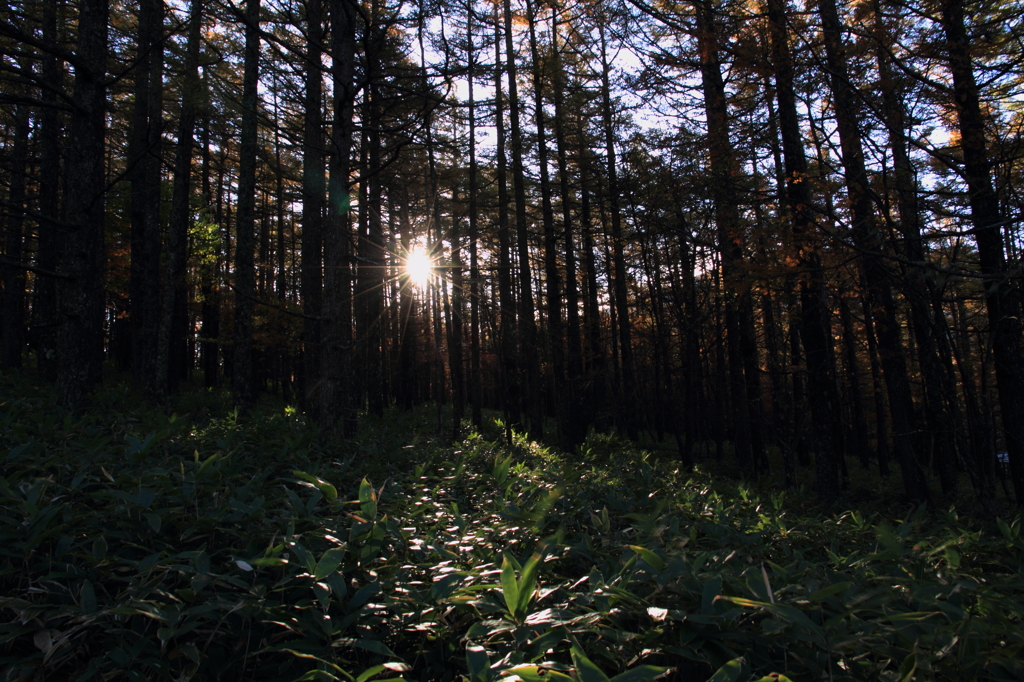 A forest wakes up.  