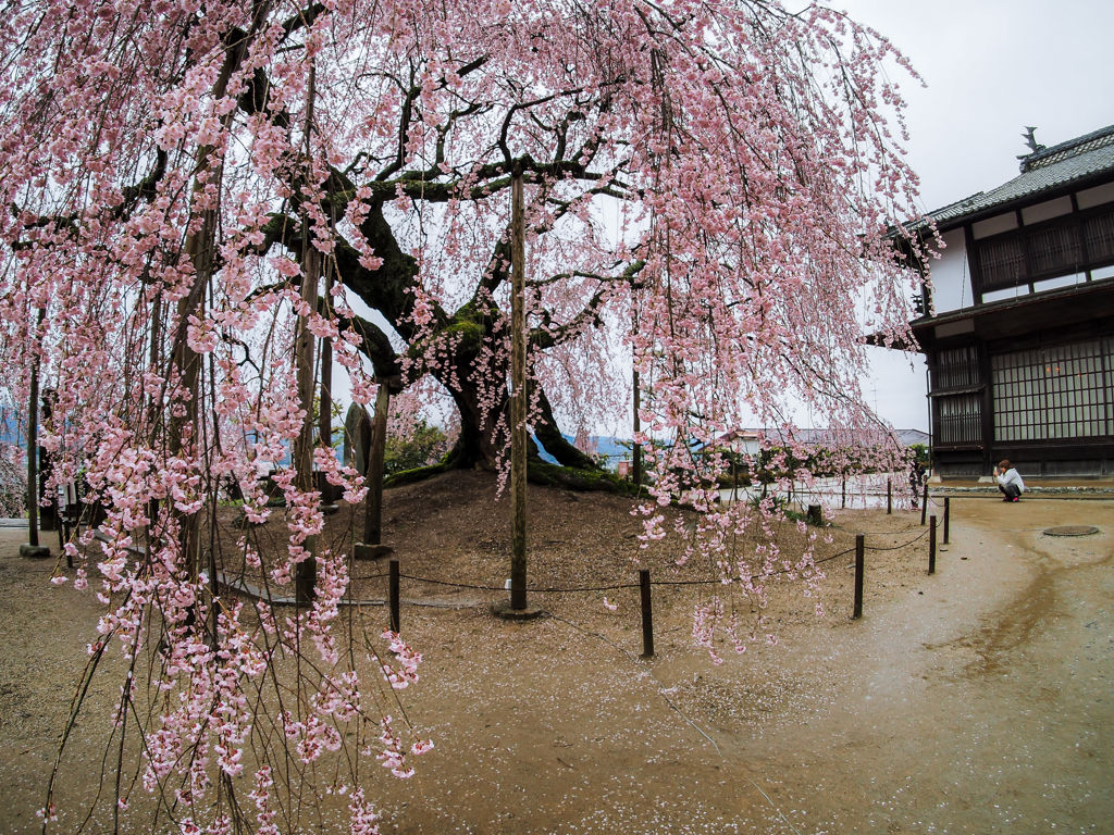 雨日の舞台桜