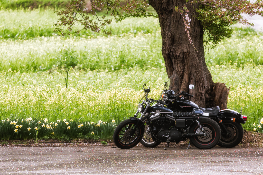 春のバイクツーリング