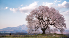 桜木の下で・・・