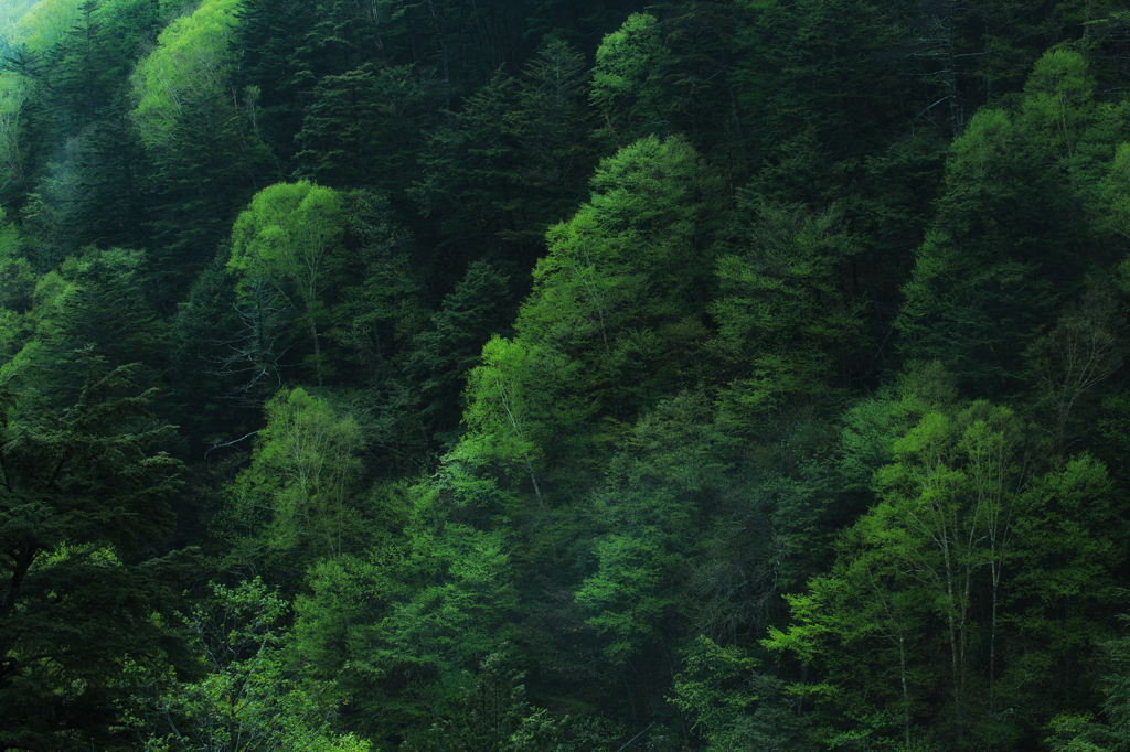 白樺の芽吹き　＃２