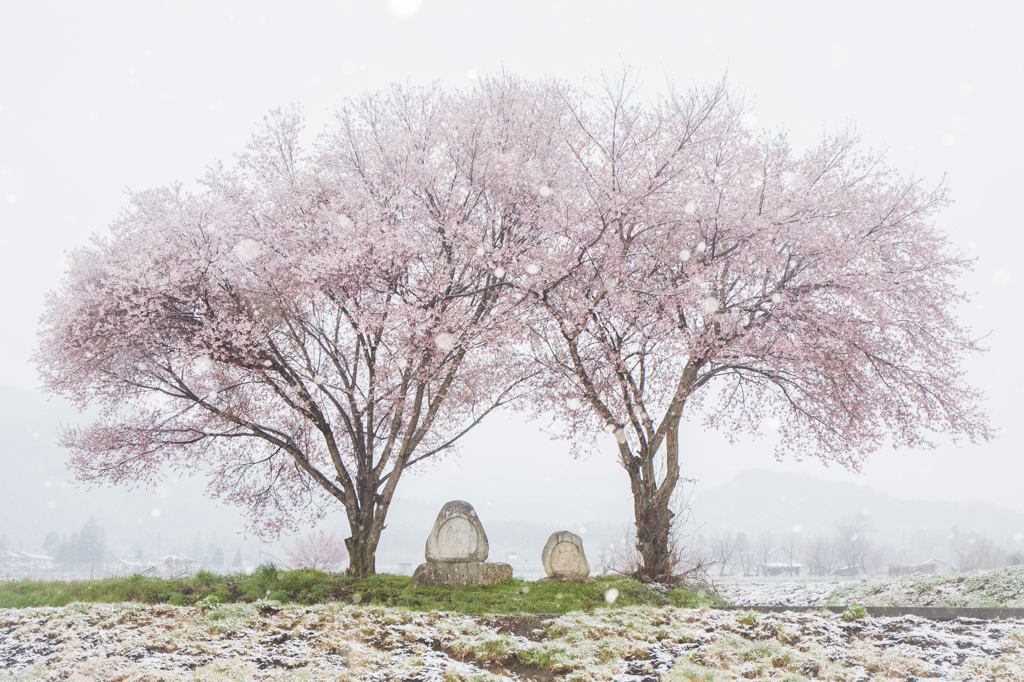 桜と雪と道祖神