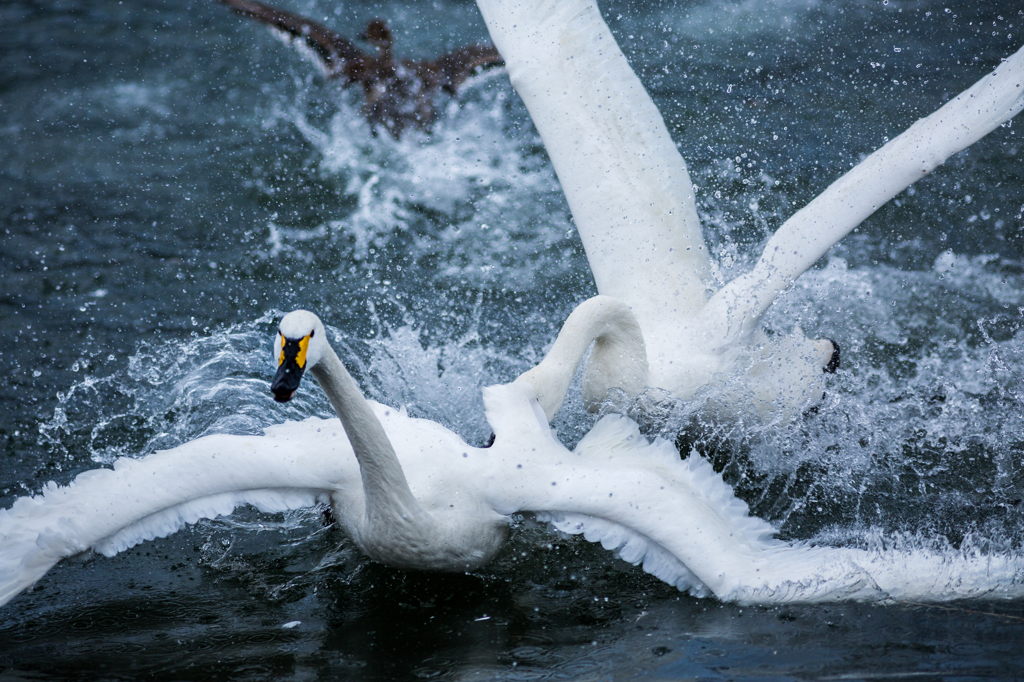 Battle  Swan