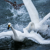 Battle  Swan