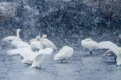 牡丹雪の中で・・・