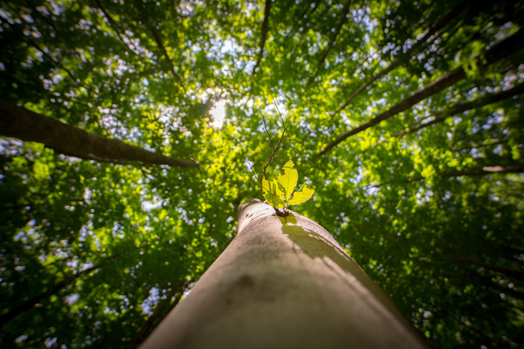 Greeeeeeen　Leaf