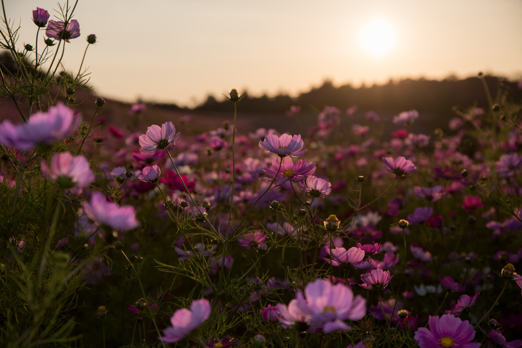夕日に染まるコスモス畑 (70mm)