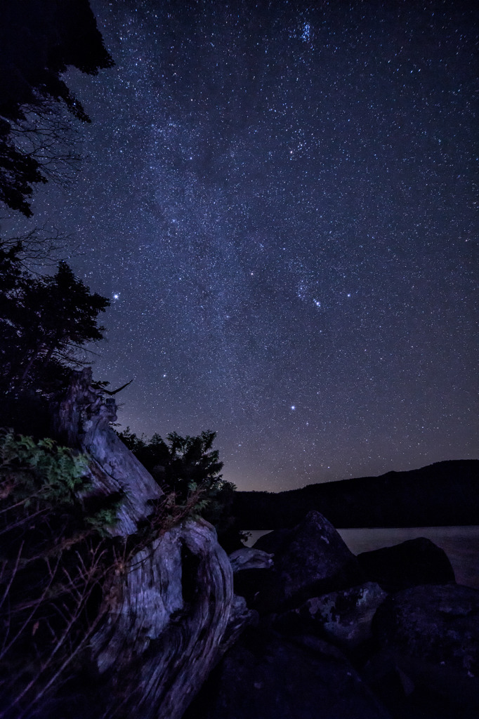 白駒の夜〈枯木〉