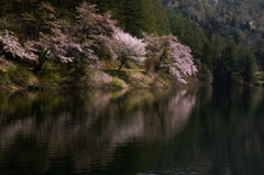 春惜桜 〜北竜湖〜