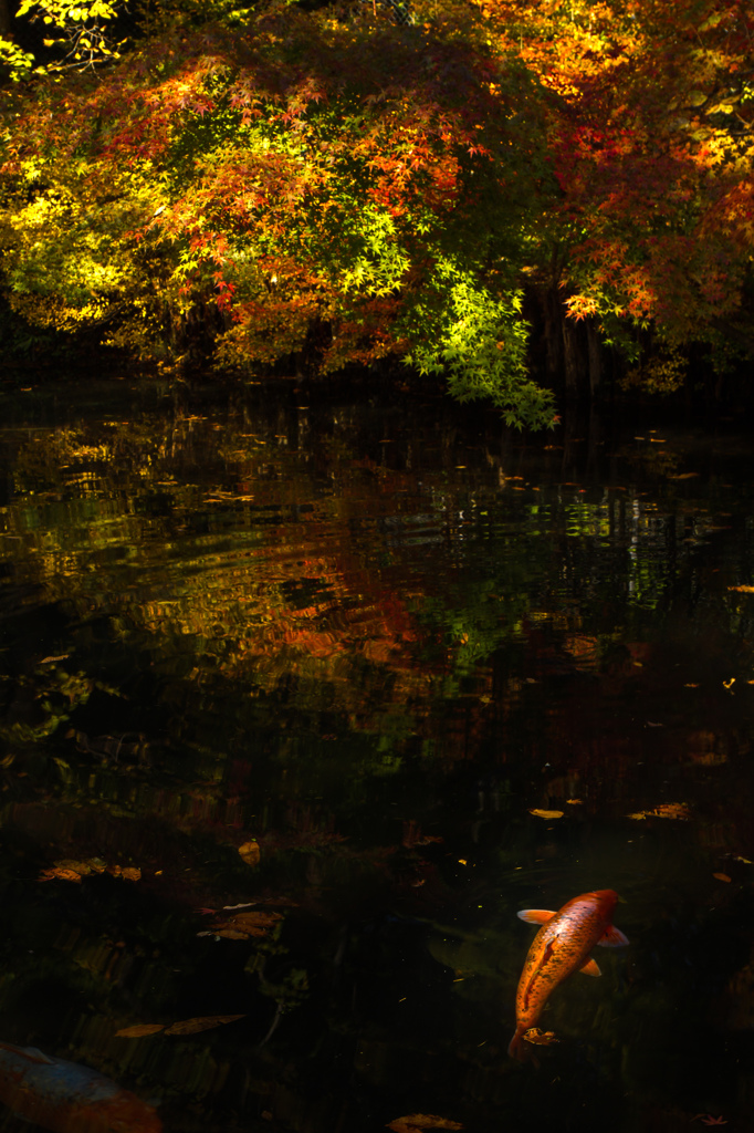 KOI-GOKORO