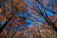 Red and Blue gradation 