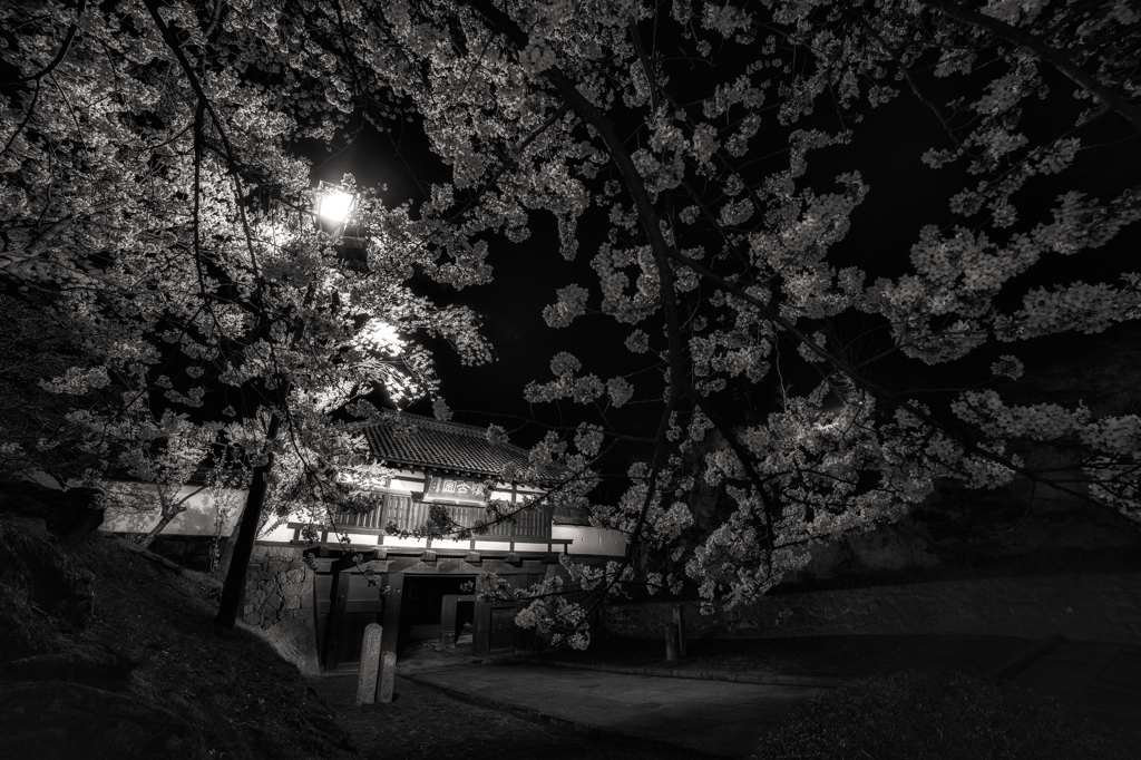 懐古園の夜桜 〜静寂〜