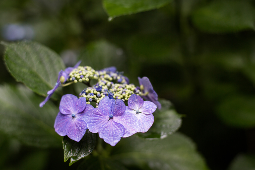 額紫陽花の潤