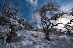 枝垂れ栗雪景色