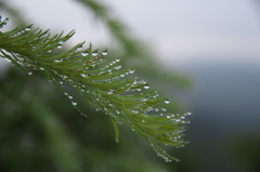 朝露