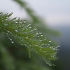 朝露
