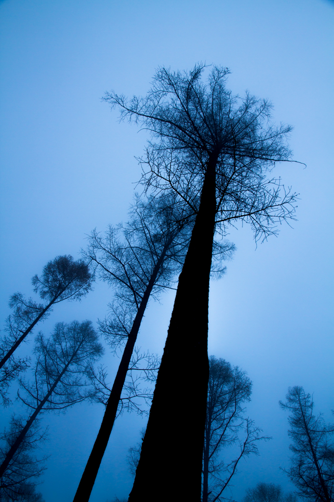 Morning Blue ~ Arboreal vegetation ~