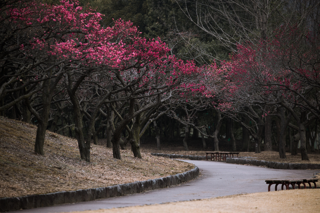 紅梅の咲く道