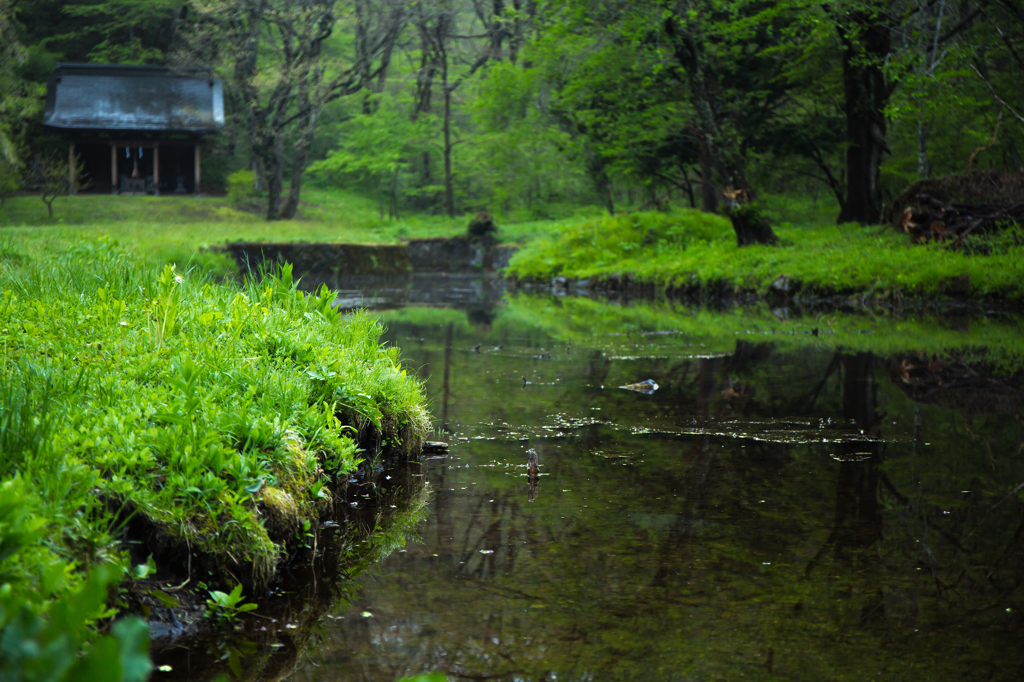 ある沼の風景 〜水辺の緑〜