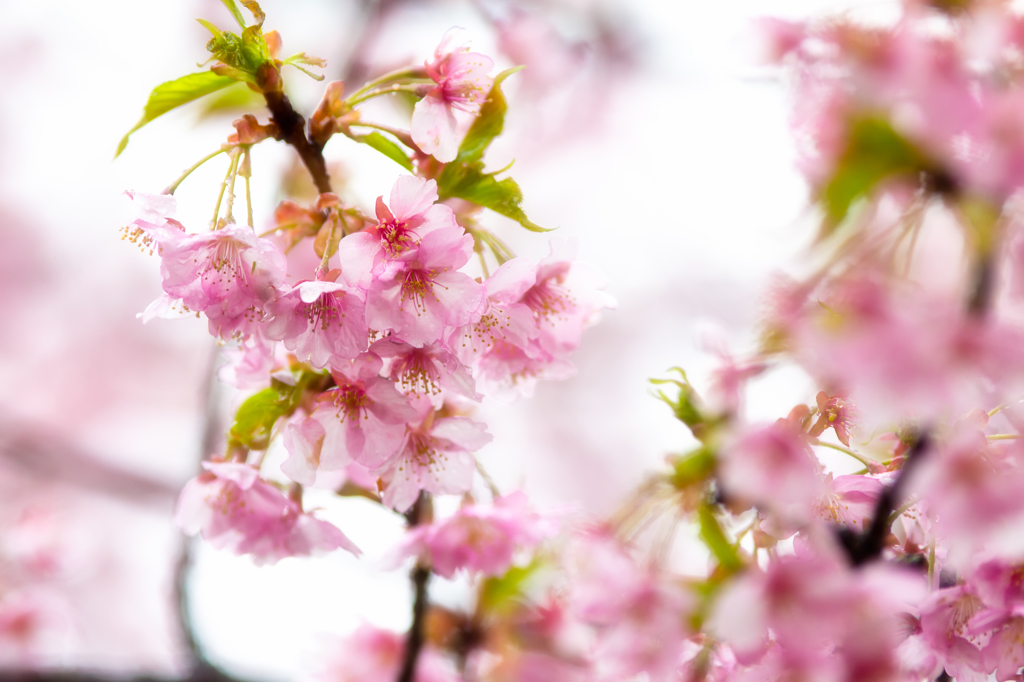 雨の中の河津桜 #1