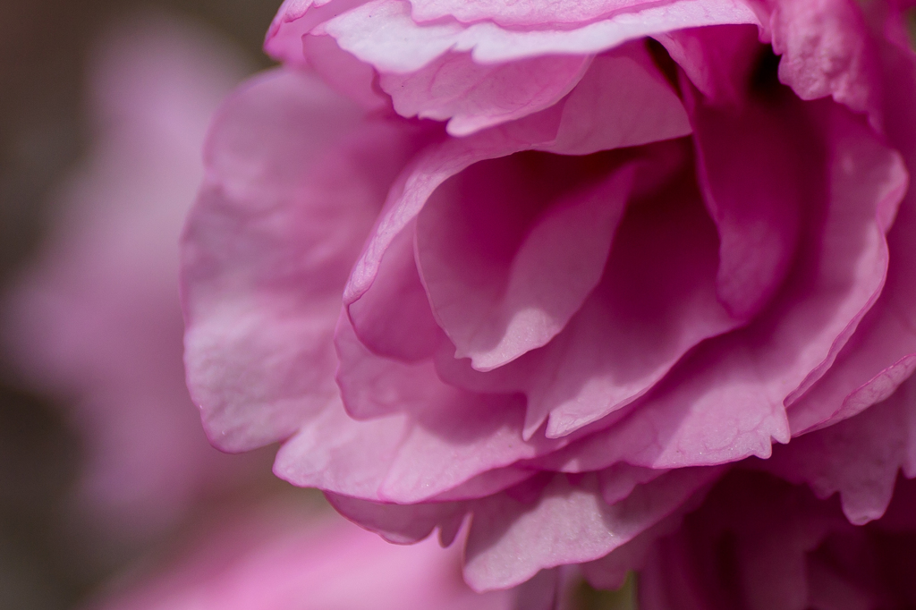 八重の花弁