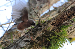 カケス、飛立つ