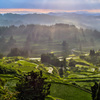 TANADA SUNSHINE
