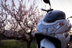 HONDA PCX