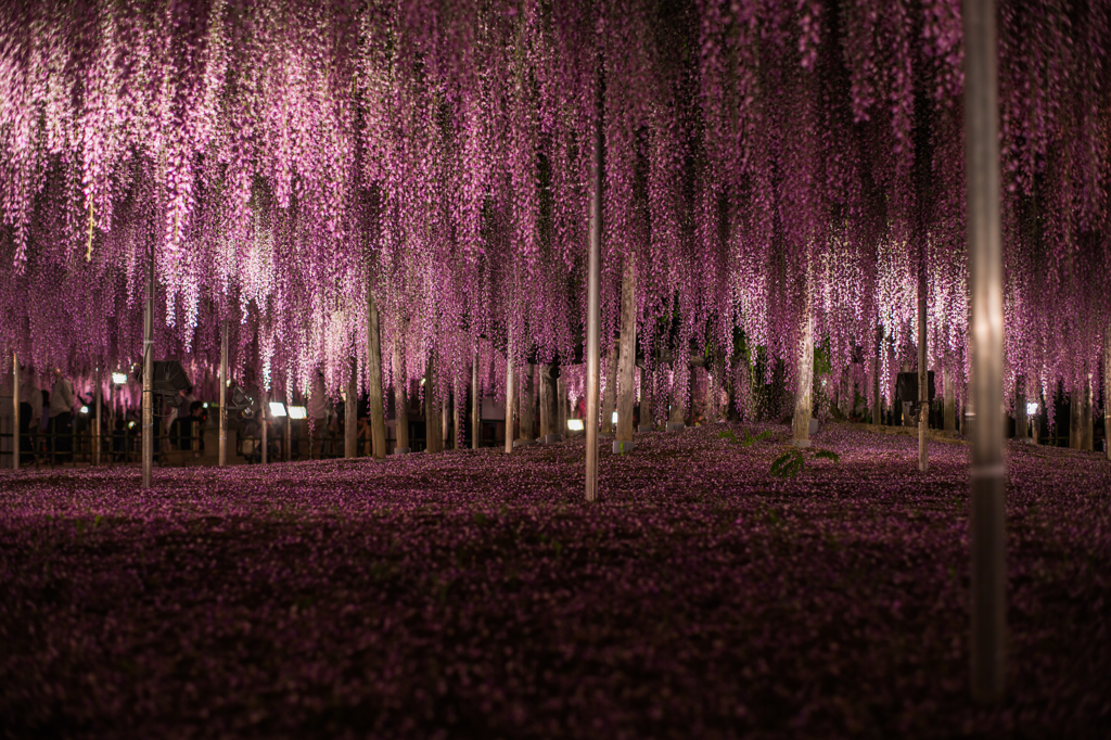 藤の花の絨毯