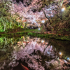 高遠の夜桜