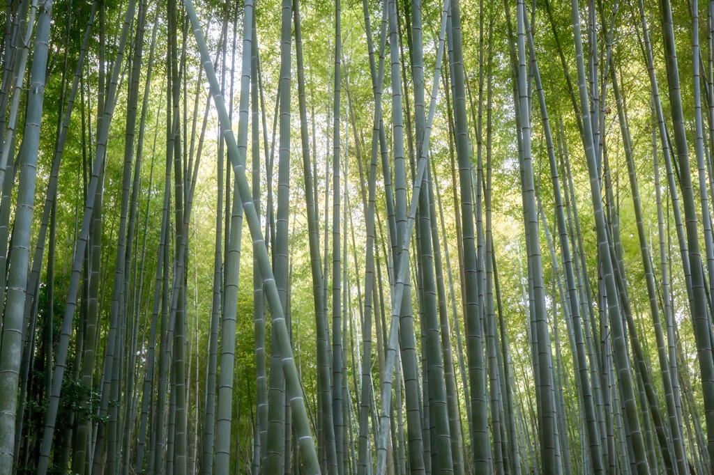 京の竹林