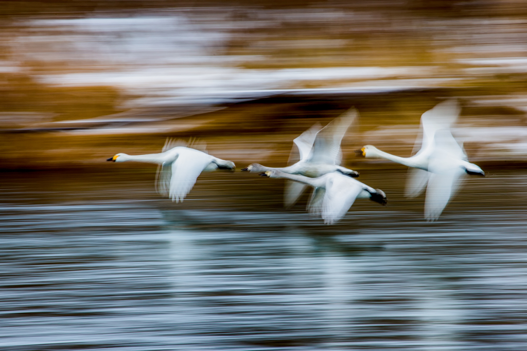 Speed Flight