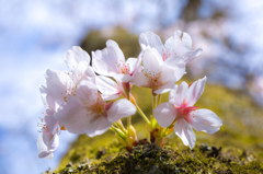 幹から咲いた桜