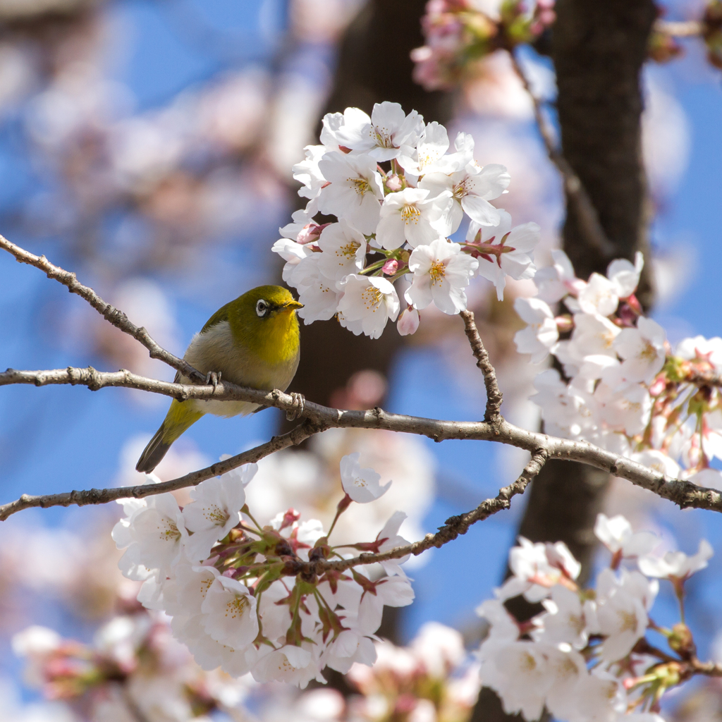 桜とメジロ