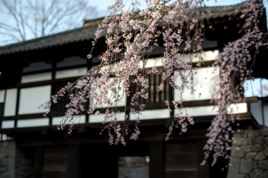 門前の枝垂れ桜