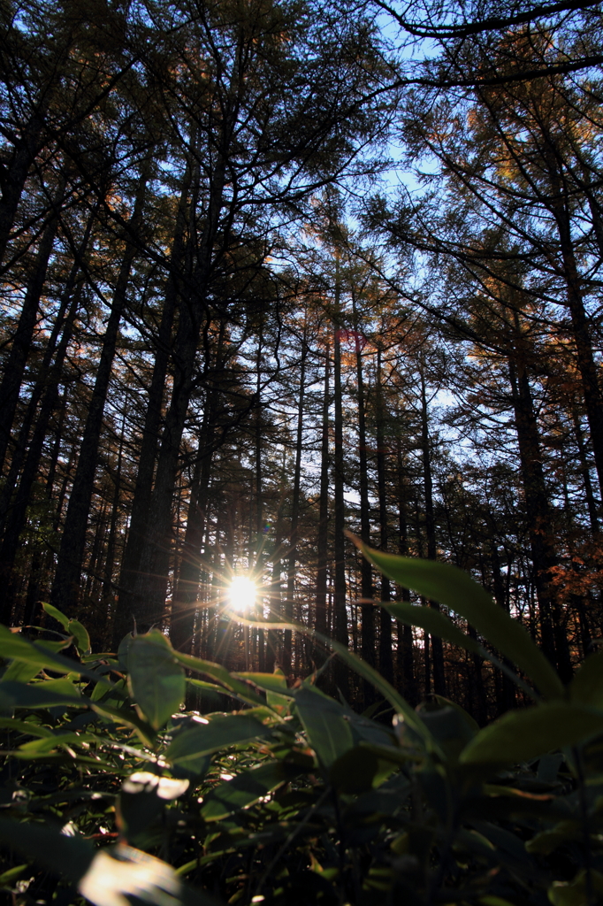 Bamboo grass which shines