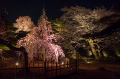 夜桜三昧