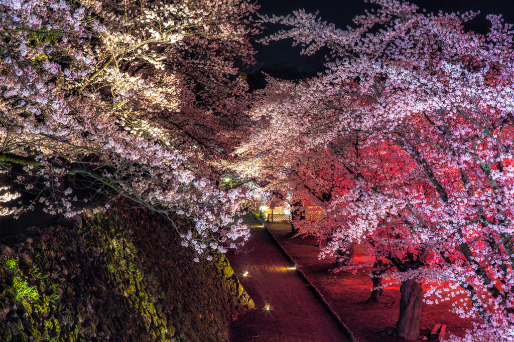 懐古園の夜桜 〜試写〜
