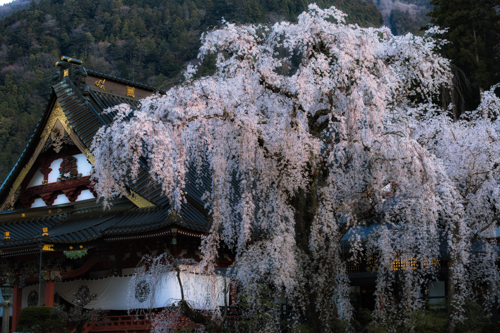 受継がれる枝垂れ桜