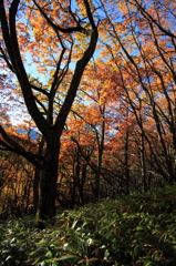 Red and Green gradation 