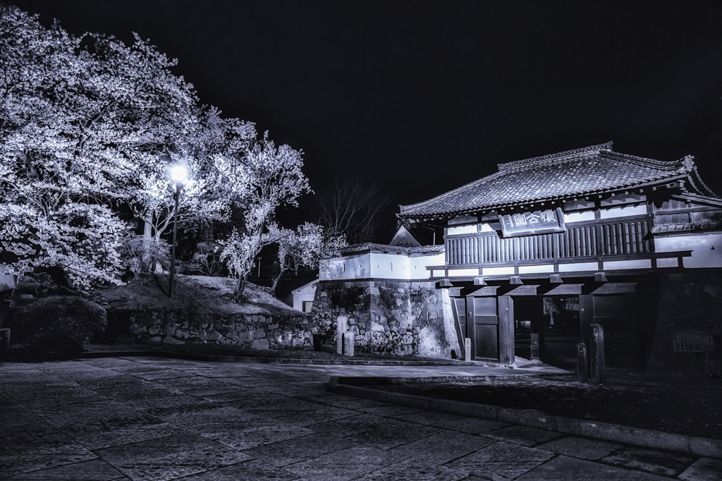 懐古園の夜桜 〜三の門〜