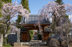 海応院の桜