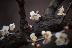 校章の花