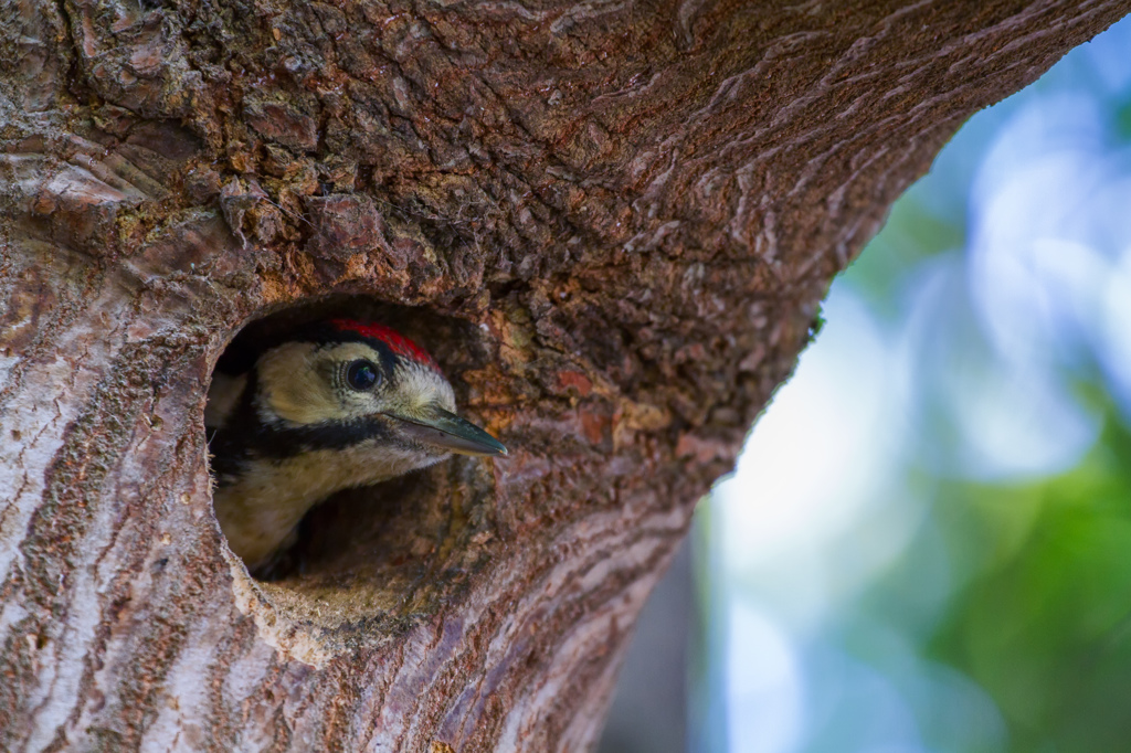 Little bird