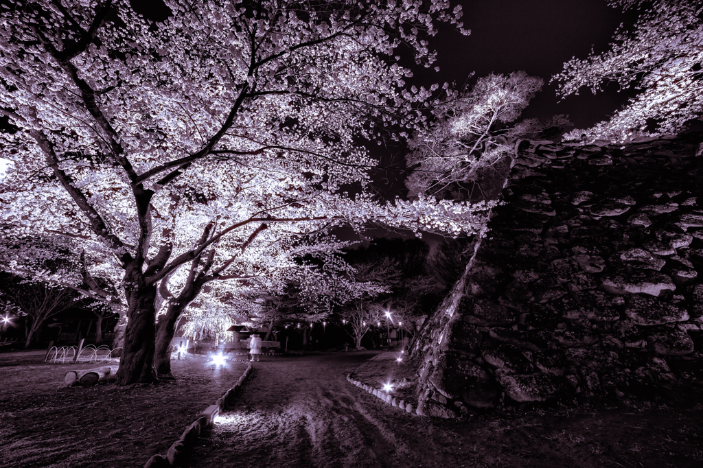 懐古園の夜桜 〜石垣〜