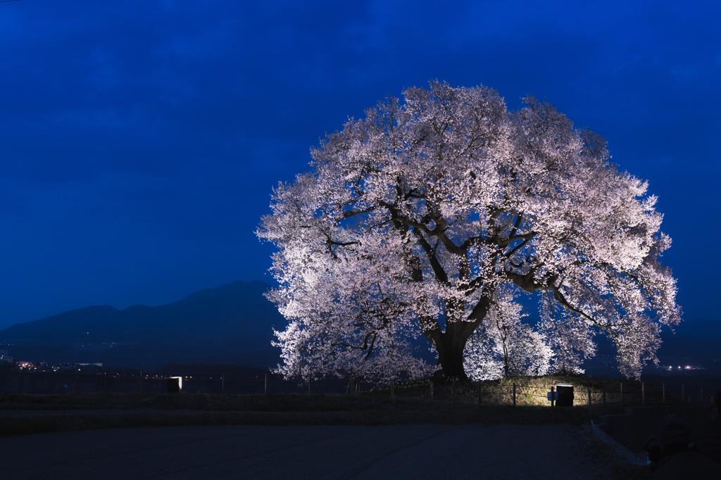 わに塚の夜桜