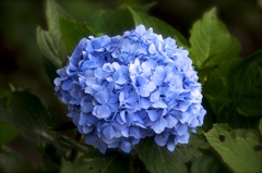 紫陽花
